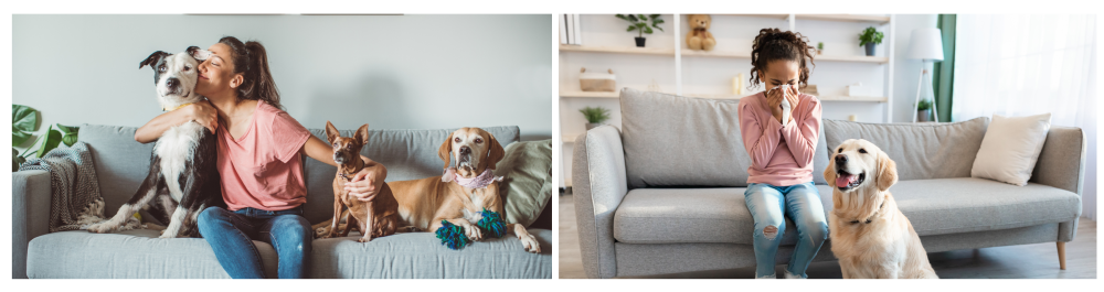     Female homeowner sitting on the couch in the living room with her three dogs, illustrating the concept that while pets can enhance quality of life, they often negatively impact indoor air quality. Pet dander can trigger allergic reactions, leading to symptoms like dry eyes, coughing, sneezing, headaches, and respiratory issues.    Young girl suffering from an animal allergy, sneezing and holding a tissue due to nasal congestion and a runny nose caused by her dog sitting beside her on the sofa at home. This highlights the impact pet allergies can have on daily life.