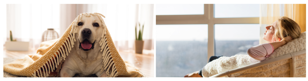     Labrador Retriever covered with a blanket at home during winter, symbolizing warmth and comfort during the cold season.    Woman relaxing by the window with sunlight streaming in, capturing the essence of home comfort and coziness during winter.