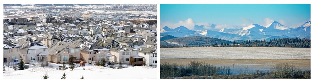 A high-angle view of modern suburban family homes in a winter setting. A picturesque Alberta prairie scene featuring cattle grazing on range land, with scenic foothills and the majestic Rocky Mountains in the background.