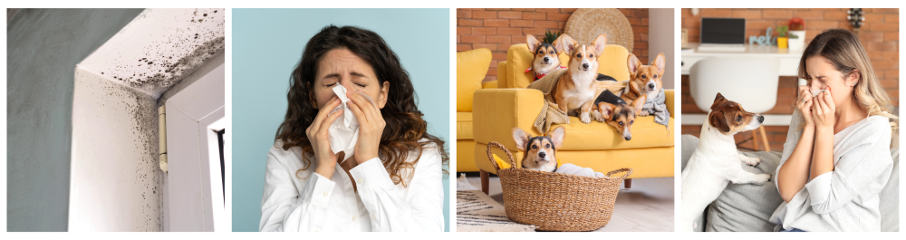 Close-up of a window at home showing mold growth, with visible mold spores thriving on the moisture, highlighting the risks of mold in indoor environments.A close-up portrait of a woman sneezing into a white tissue, clearly suffering from allergies, underscoring the impact of poor indoor air quality.Corgi dogs relaxing in the living room, a reminder for pet owners about the importance of cleaning air ducts to maintain healthy air quality in the home.A woman sitting at home with her dog, visibly affected by allergies, emphasizing how indoor allergens can impact health and comfort.