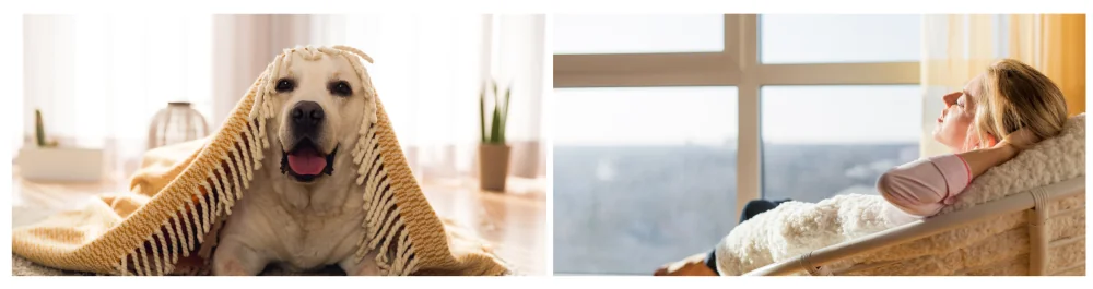 Labrador Retriever covered with a blanket at home during winter, symbolizing warmth and comfort during the cold season. Woman relaxing by the window with sunlight streaming in, capturing the essence of home comfort and coziness during winter.
